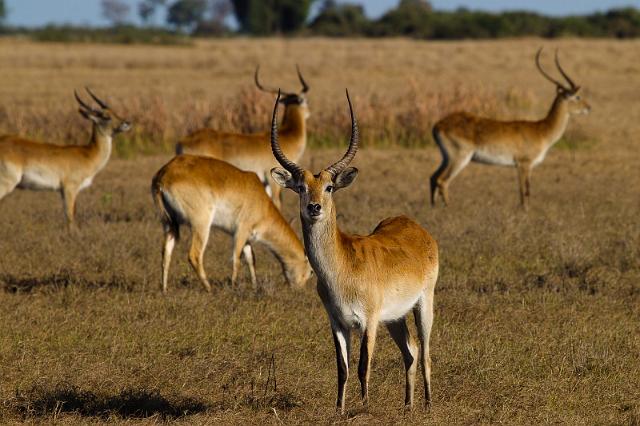 172 Okavango Delta, rode litschie.jpg
